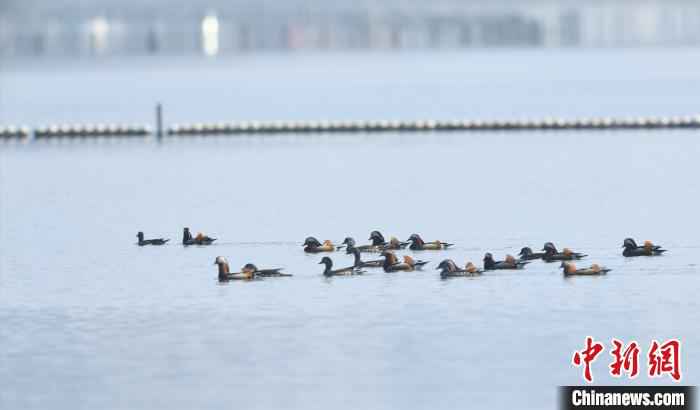 西湖鸳鸯 黄曙林 摄 女子三次抓西湖小鸳鸯 网友:抓鸳鸯一辈子单身